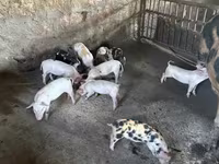 Säue, Schweine — Foto 2