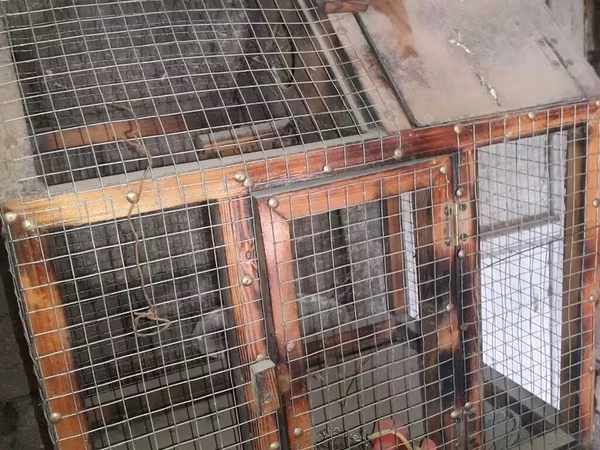 Taxda qefes iri ve yuvasi birgedi.Qusdari pay verilib qefrsler