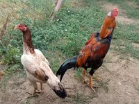 Ayam Cemani — foto 2