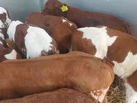 सांड, Simmental cattle — फ़ोटो 2