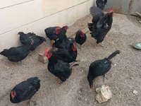 Australorp — photo 2