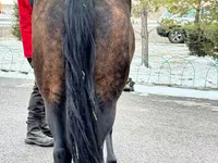 Égua, Akhal-Teke — foto 6