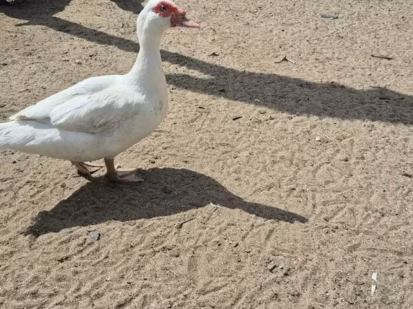 Ostindisch