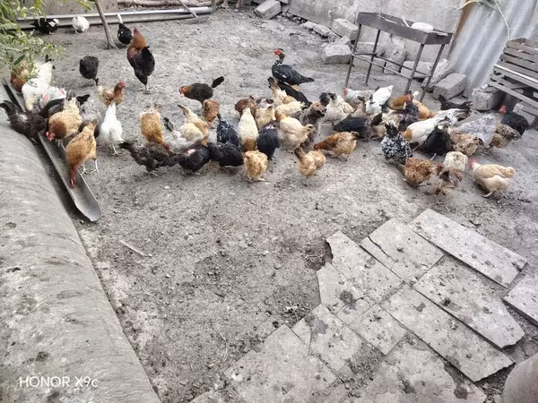 Chickens — Azerbaijan