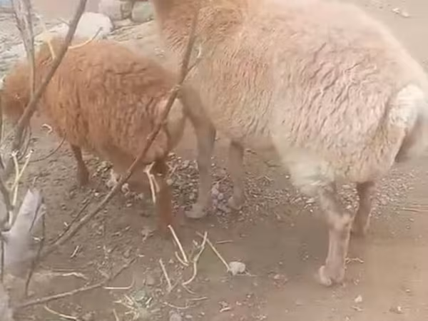 Sheep, Sheep