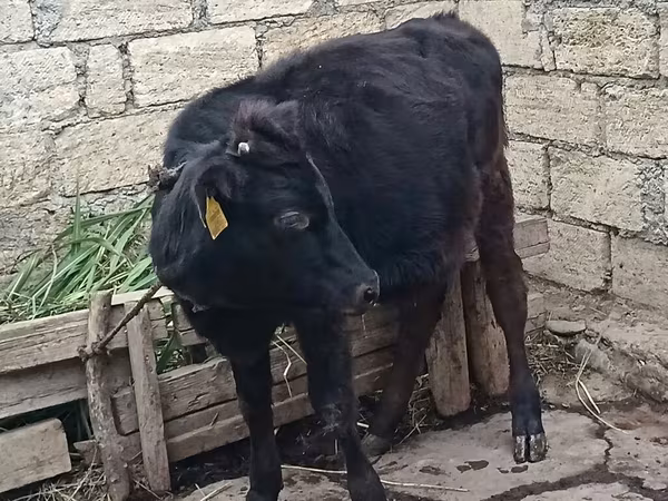 Vaca, Aberdeen-Angus