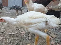 Chickens — photo 7