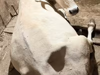 İnək, Ukrainian Brown Dairy Cattle — foto 1