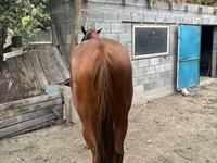 Caballo, Kyrgyz Horse — foto 6