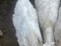 Ziege, Saanen goat — Foto 3