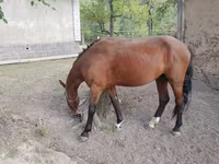 At, Karachay horse — foto 2