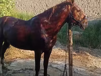 At, Karabakh horse — foto 1