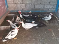 Ducks — Foto 4