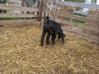 عنزة, Damask goat — الصورة 2