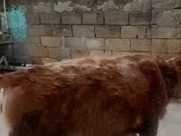 母牛, Simmental cattle — 照片 1