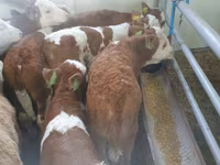 Bulle, Simmental cattle — Foto 1
