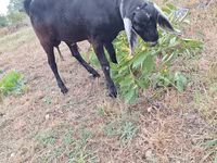 Ziegenbock, Nubian Goat — Foto 3