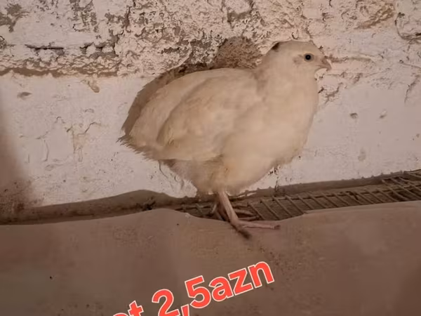 Königswachtel — Aserbaidschan