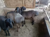 Carnero, Rhon sheep — foto 3