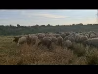 Sheep, Sheep — photo 7