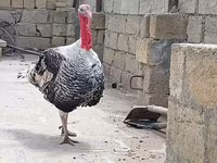 Geniş Sinəli Ağ — foto 8