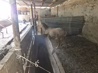 Qoç, Rhon sheep — foto 3