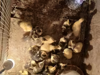 Turkeys — foto 1
