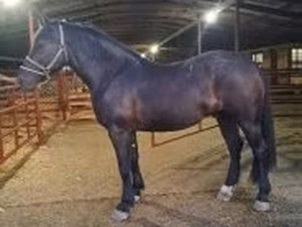حصان, Nonius horse