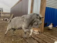 Kozel, Alpine goat — foto 2