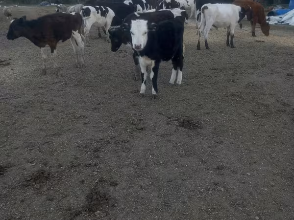 İnək, Russian Black pied cattle