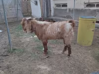 Cabro, Beetal goats — foto 1