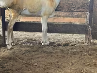 Ram, Sheep — photo 3