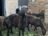 Qoç, Qoyunlar — foto 1