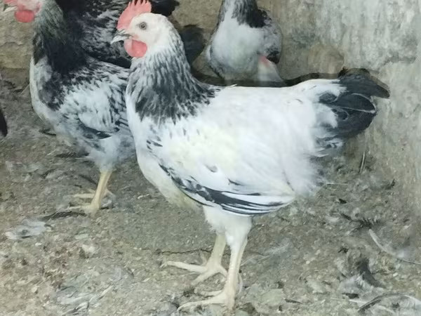 Adler Silver