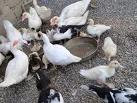 Domestic Muscovy — photo 6
