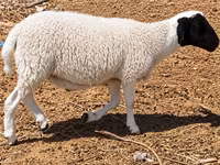 Qoç, Dorper sheep — foto 3