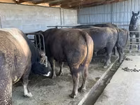 Buğa, Swiss cattle — foto 2