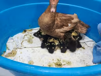 Geese — photo 2