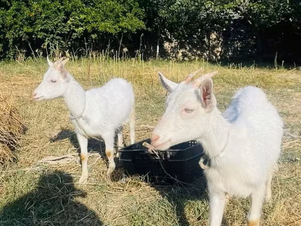 Dişi keçi, Saanen goat — Azərbaycan
