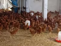Chickens — Foto 5
