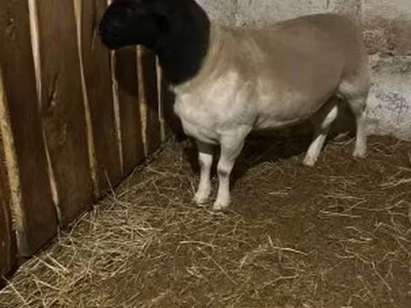 Ovelha, Dorper sheep