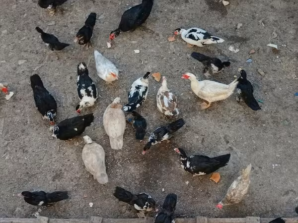 Domestic Muscovy — Azerbaijan