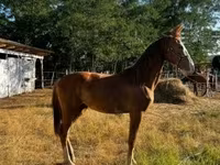 Klisna, Dutch warmblood horse — foto 5