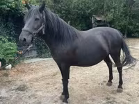 Klisna, Hucul pony — foto 1