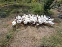 Geese — photo 1