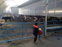 Bydło (partia, płeć nieokreślona), Simmental cattle — zdjęcie 1