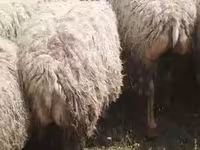 Sheep (batch, sex not specified), Sheep — photo 4
