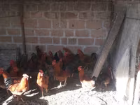 Chickens — Foto 5
