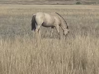 Madyan, Mugalzhar horse — foto 5