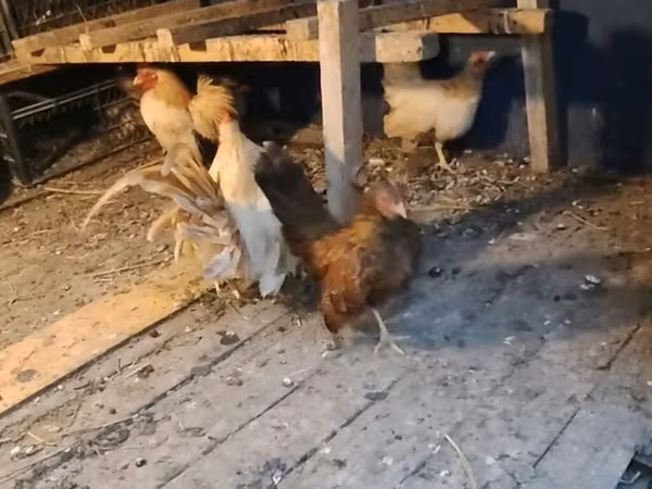 Bantam